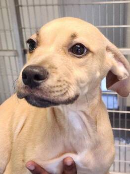Carrot -  Terrier Dog for Adoption in Hilton Head Island, South Carolina - Carrot | PetCurious