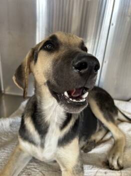 Rescue Retriever and Mixed Breed Dogs for Adoption in Fort Worth, Texas - 59735611 | PetCurious