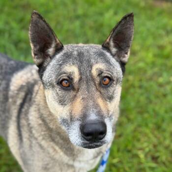 Rescue German Shepherd Dog and Mixed Breed Dogs for Adoption in Goleta, California - Rocky | PetCurious