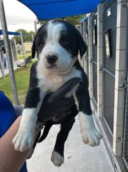 Australian Cattle Dog Blue Heeler and Labrador Retriever Dogs Available for Adoption in Corpus Christi, Texas - PEPSI | PetCurious