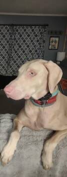 Rescue Doberman Pinscher Dogs for Adoption in Phoenixville, Pennsylvania - Rigby | PetCurious