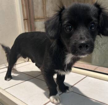 PEPPER -  Cocker Spaniel Dog for Adoption in El Cajon, California - PEPPER | PetCurious