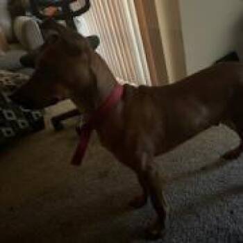 Mixed Breed Dogs Available for Adoption in Roanoke, Virginia - Poncho | PetCurious