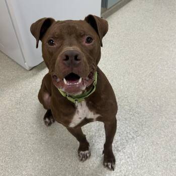 Pit Bull Terrier and Boxer Dogs Available for Adoption - Hercules | PetCurious