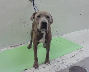 A2086180 -  Staffordshire Bull Terrier and Mixed Breed Dog for Adoption in Houston, Texas - A2086180 | PetCurious