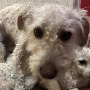 Poodle and Mixed Breed Dogs Available for Adoption - JELLYBEAN | PetCurious