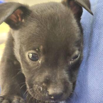 Mixed Breed Dogs Available for Adoption - Starfish | PetCurious