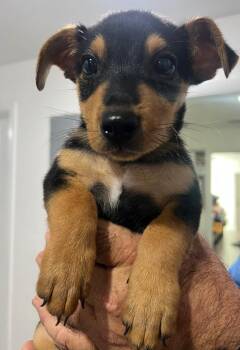 Augie -  Mixed Breed Dog for Adoption in Labelle, Florida - Augie | PetCurious