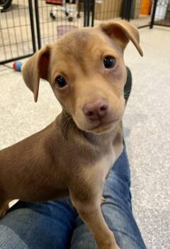 Chihuahua and Terrier Dogs Available for Adoption in Minneapolis, Minnesota - Abe | PetCurious