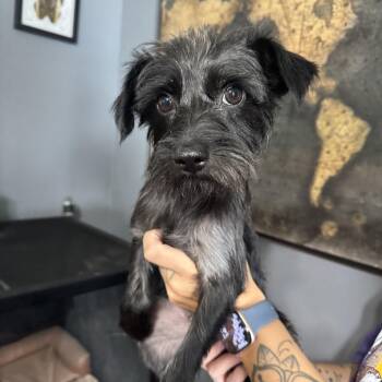 Maggie silly girl -  Schnauzer and Wirehaired Terrier Dog for Adoption in Russiaville, Indiana - Maggie Silly Girl | PetCurious