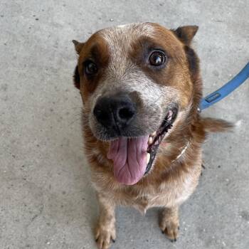 Arlo -  Cattle Dog Dog for Adoption in Waggaman, Louisiana - Arlo | PetCurious