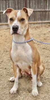 Rescue Pit Bull Terrier Dogs for Adoption in Great Bend, Kansas - Zna | PetCurious