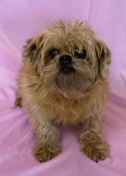 Brussels Griffon Dogs Available for Adoption in Columbus, Nebraska - Primrose | PetCurious