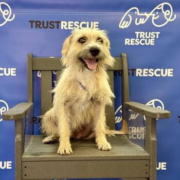 JOVI -  Terrier and Mixed Breed Dog for Adoption in Waterford, New Jersey - JOVI | PetCurious