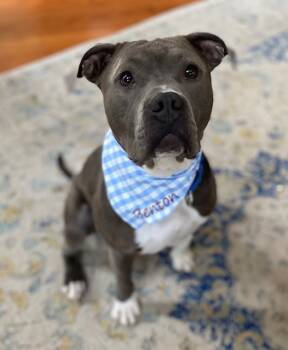 Rescue Pit Bull Terrier Dogs for Adoption in Chestertown, Maryland - Benton | PetCurious