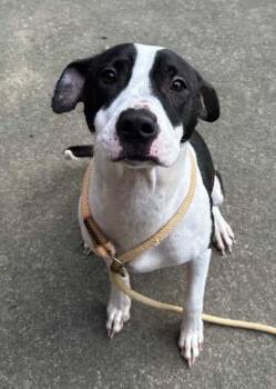 Rescue Pit Bull Terrier and Mixed Breed Dogs for Adoption in New Albany, Indiana - Wanda | PetCurious