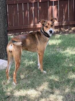 Belle -  Shepherd and Australian Cattle Dog Blue Heeler Dog for Adoption in Denver, Colorado - Belle | PetCurious
