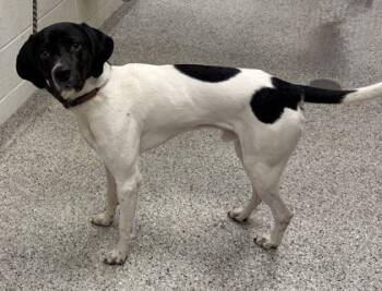 Billy Ray -  Hound and Mixed Breed Dog for Adoption in Kansas City, Missouri - Billy Ray | PetCurious