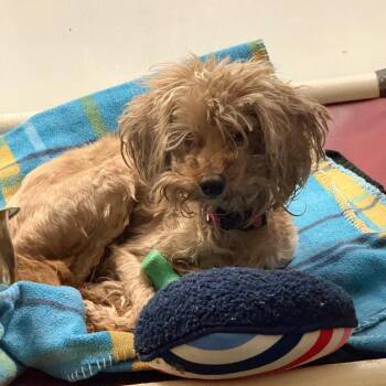 Patience -  Mixed Breed Dog for Adoption in Park City, Utah - Patience | PetCurious