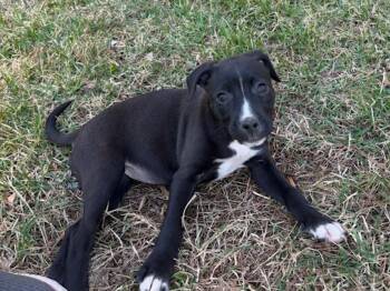 Beagle and Jack Russell Terrier Dogs Available for Adoption - Polka Dot | PetCurious