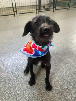 Miles -  Wirehaired Terrier and Chihuahua Dog for Adoption in Plainfield, Illinois - Miles | PetCurious