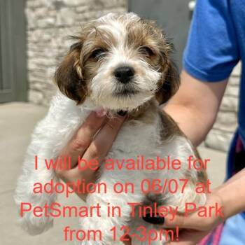 Noodles -  Mixed Breed Dog for Adoption in Matteson, Illinois - Noodles | PetCurious