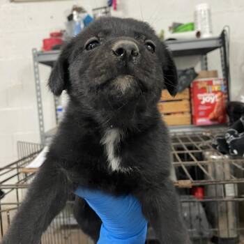 Shepherd Dogs Available for Adoption - June | PetCurious