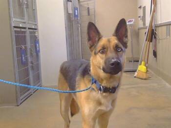 German Shepherd Dog Dogs Available for Adoption in Sacramento, California - MOTHMAN | PetCurious
