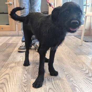 Terrier and Black Labrador Retriever Dogs Available for Adoption in Chino Hills, California - Shannon -City Of Industry Location | PetCurious