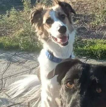 Maya -  Black Labrador Retriever and Collie Dog for Adoption in Toronto, Ontario - Maya | PetCurious