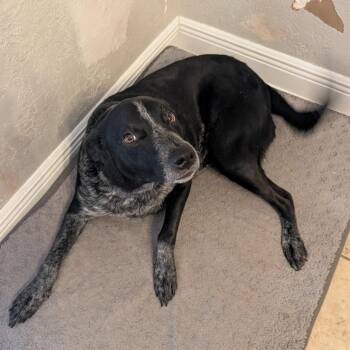 Bandit -  Australian Cattle Dog Blue Heeler Dog for Adoption in Beaumont, Texas - Bandit | PetCurious