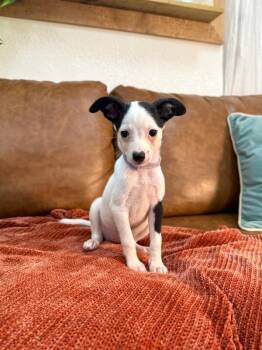 Cotton Candy Baseball -  Chihuahua and Terrier Dog for Adoption in Friendswood, Texas - Cotton Candy Baseball | PetCurious