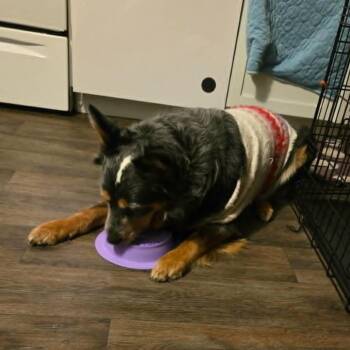 Kovu Lupin -  Australian Shepherd and Australian Cattle Dog Blue Heeler Dog for Adoption in Ada, Minnesota - Kovu Lupin | PetCurious