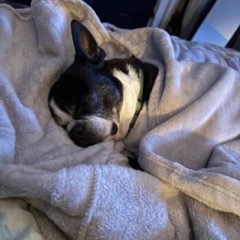Shamrock -  Boston Terrier Dog for Adoption in Griswold, Connecticut - Shamrock | PetCurious