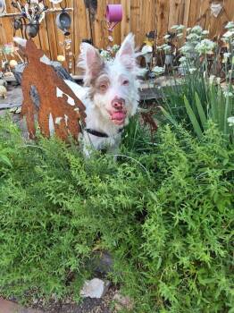 Brian/ A573621 -  Terrier and Mixed Breed Dog for Adoption in Reno, Nevada - Brian/ A573621 | PetCurious