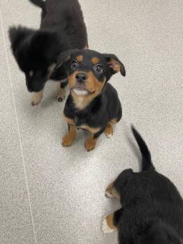 Mixed Breed Dogs Available for Adoption in Minot, North Dakota - Hotel California | PetCurious