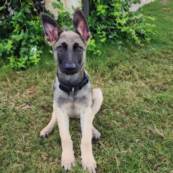 Belgian Shepherd Malinois Dogs Available for Adoption in Lockhart, Texas - Nash | PetCurious