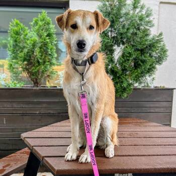 Golden Retriever Dogs Available for Adoption in Baldwin, Maryland - Buddy | PetCurious