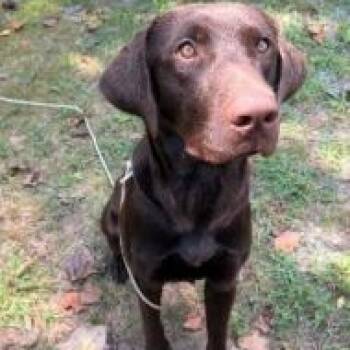 Ryder -  Chocolate Labrador Retriever Dog for Adoption in Kalamazoo, Michigan - Ryder | PetCurious