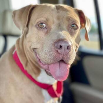 Rescue Pit Bull Terrier Dogs for Adoption in Austin, Texas - Abilene JuM | PetCurious