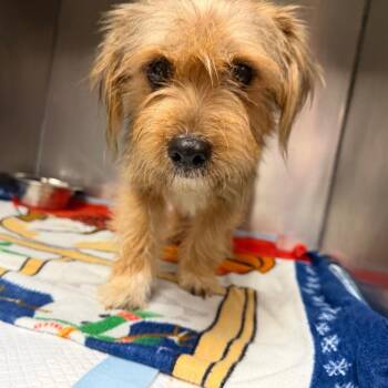 Twinkle Toe_16 -  Mixed Breed Dog for Adoption in Savannah, Georgia - Twinkle Toe_16 | PetCurious