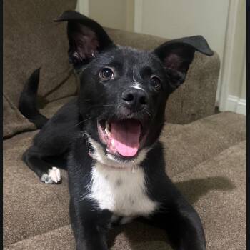 Rescue Rat Terrier Dogs for Adoption in Brenham, Texas - Olive | PetCurious