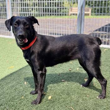 Betsy -  Labrador Retriever Dog for Adoption in Fullerton, Pennsylvania - Betsy | PetCurious