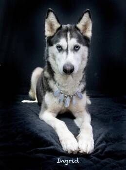 Ingrid -  Husky Dog for Adoption in Manchester, Connecticut - Ingrid | PetCurious