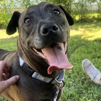 Hailey -  Mixed Breed Dog for Adoption in Oshkosh, Wisconsin - Hailey | PetCurious