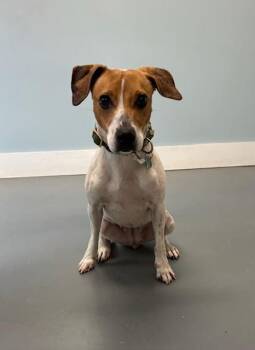 Dandelion -  Jack Russell Terrier and Mixed Breed Dog for Adoption in Hawk Point, Missouri - Dandelion | PetCurious