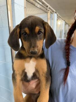 Kristoff -  Hound and Australian Shepherd Dog for Adoption in Sedalia, Colorado - Kristoff | PetCurious