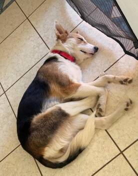Husky and Shepherd Dogs Available for Adoption in Boulder, Colorado - Hope | PetCurious