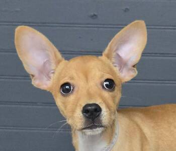 Madison -  Chihuahua Dog for Adoption in Newport, Tennessee - Madison | PetCurious
