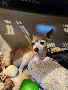 Posy -  Chihuahua Dog for Adoption in Marble Falls, Texas - Posy | PetCurious